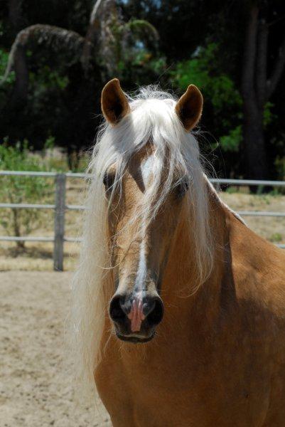 Los Amigos Peruvian Paso Club