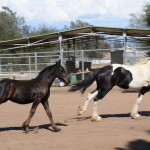Zaeden Friesian Stud colt running with Gypsian yearling.
