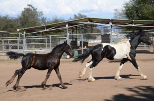 Zaeden Friesian Stud colt running with Gypsian yearling.