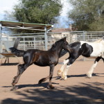 Zaeden Friesian Stud Colt with Memory in the turn out